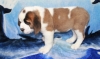 ADORABLE saint Bernard PUPPIES.